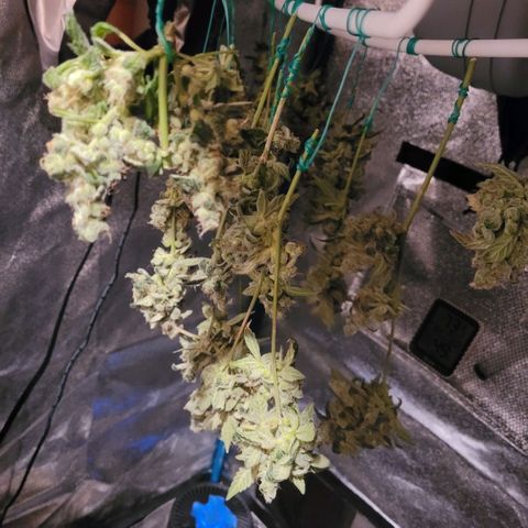American Pie growlog timeline photo