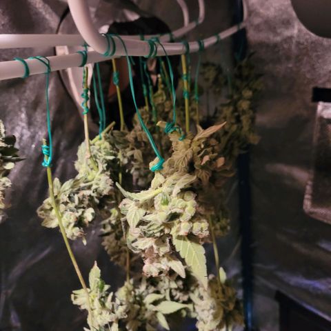 American Pie growlog timeline photo