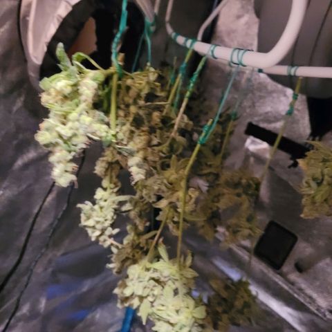 American Pie growlog timeline photo