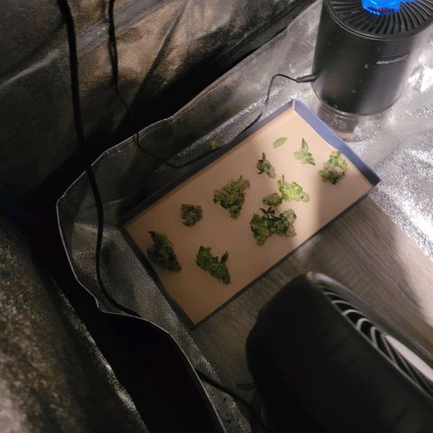 American Pie growlog timeline photo