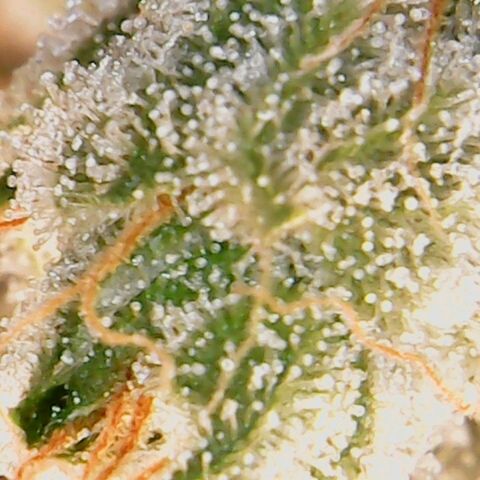 American Pie growlog timeline photo