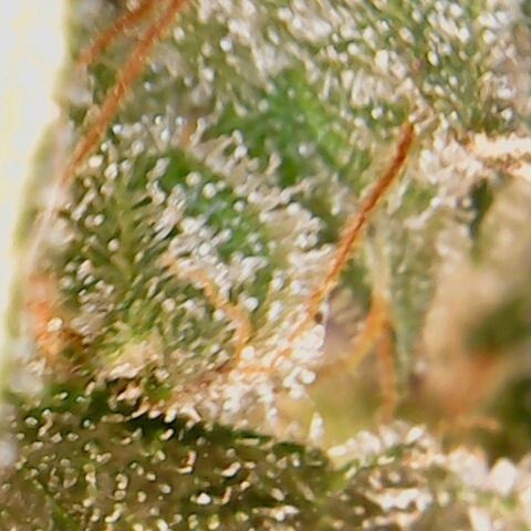 American Pie growlog timeline photo