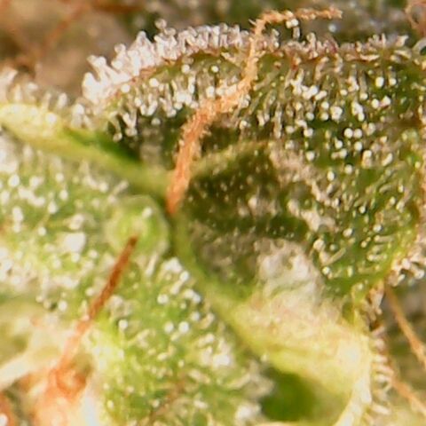 American Pie growlog timeline photo