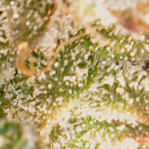 American Pie growlog timeline photo