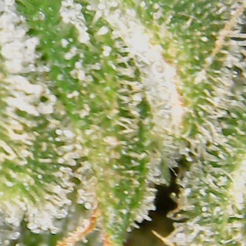 American Pie growlog timeline photo