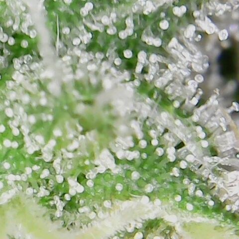 American Pie growlog timeline photo