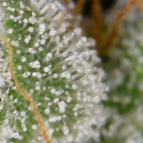 American Pie growlog timeline photo