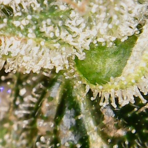 American Pie growlog timeline photo