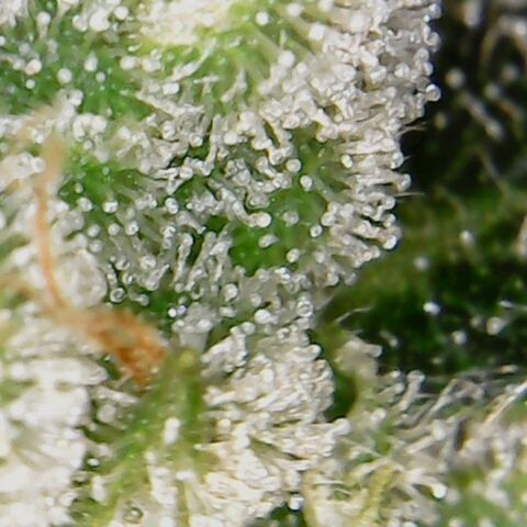 American Pie growlog timeline photo