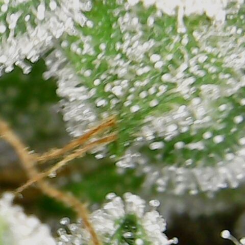 American Pie growlog timeline photo