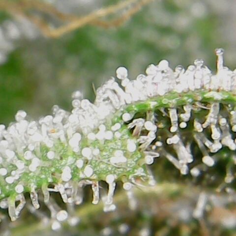 American Pie growlog timeline photo