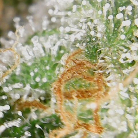 American Pie growlog timeline photo