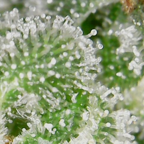 American Pie growlog timeline photo