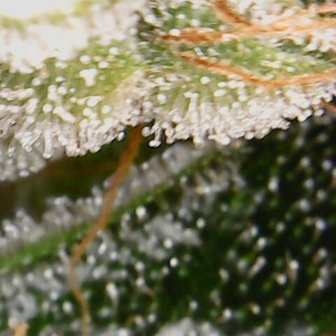 American Pie growlog timeline photo