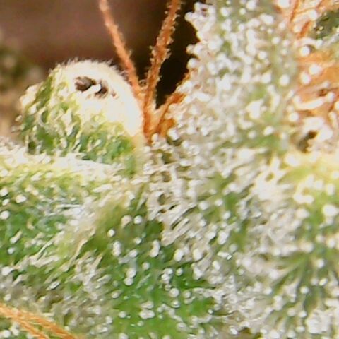 American Pie growlog timeline photo