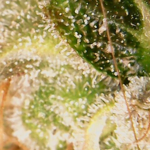 American Pie growlog timeline photo