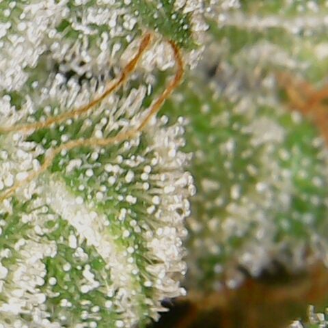 American Pie growlog timeline photo
