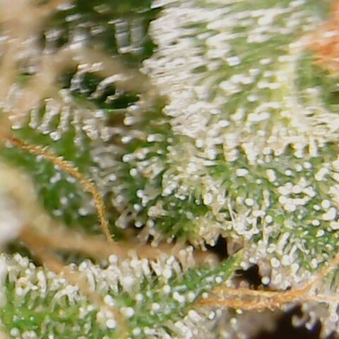 American Pie growlog timeline photo