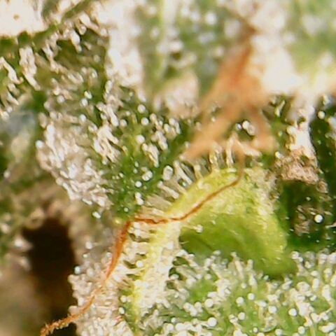 American Pie growlog timeline photo