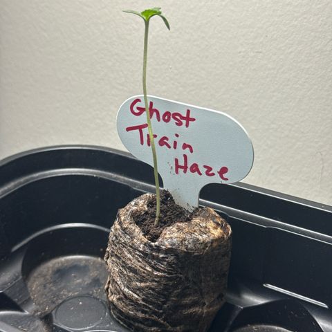 Ghost Train Haze  growlog photo: Added small fan to increase stem strength 
