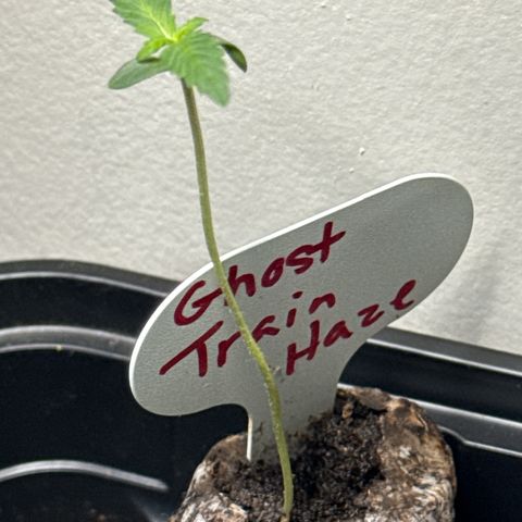 Ghost Train Haze  growlog photo: Second set of leaves starting to sprout