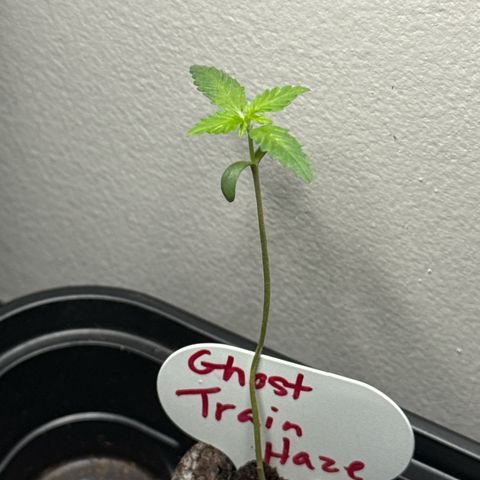 Ghost Train Haze  growlog photo: 3rd set of true leaves started 