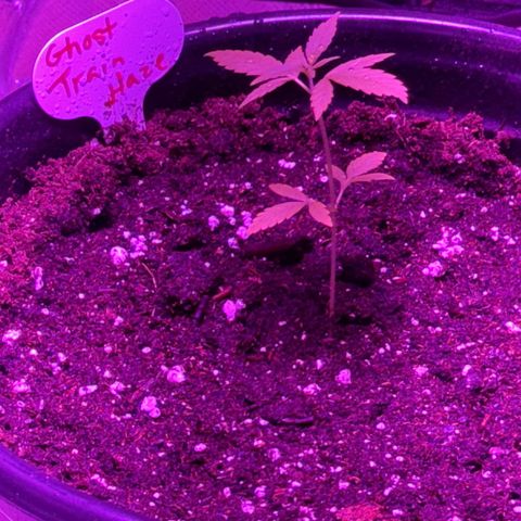 Ghost Train Haze  growlog timeline photo