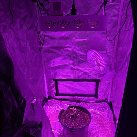 Ghost Train Haze  growlog timeline photo