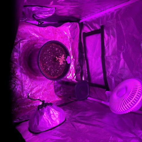 Ghost Train Haze  growlog photo: Added a humidifier to grow tent 