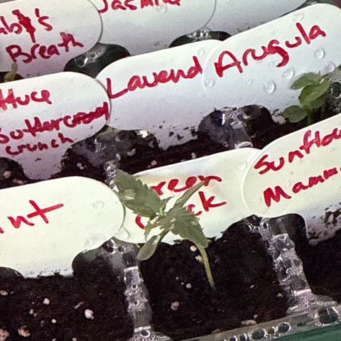 Green Crack Auto growlog timeline photo