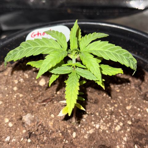 Ghost Train Haze  growlog timeline photo