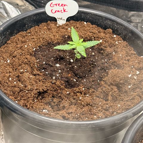 Green Crack Auto growlog timeline photo