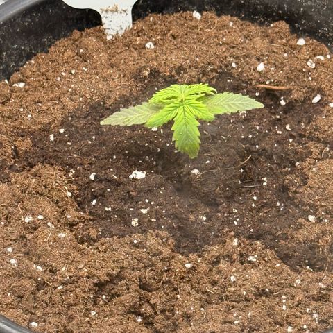 Green Crack Auto growlog timeline photo