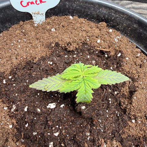Green Crack Auto growlog timeline photo