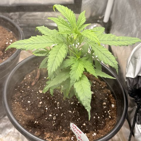 Ghost Train Haze  growlog timeline photo