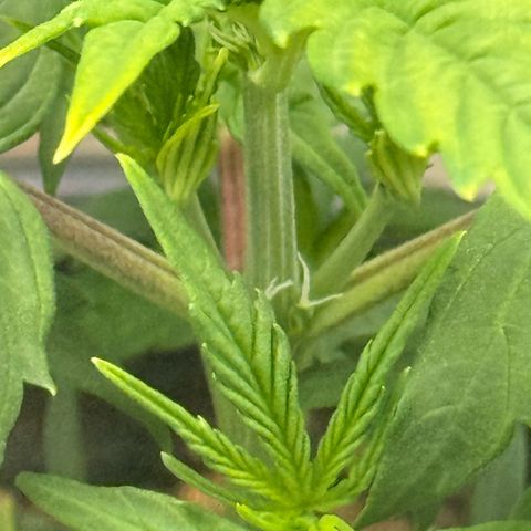 Ghost Train Haze  growlog timeline photo