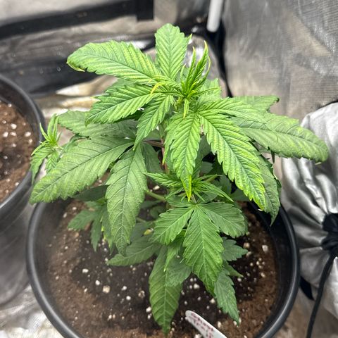 Ghost Train Haze  growlog timeline photo
