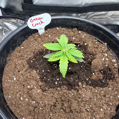 Green Crack Auto growlog timeline photo