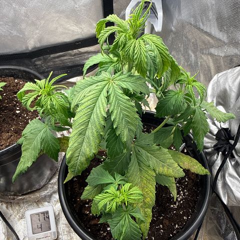 Ghost Train Haze  growlog timeline photo
