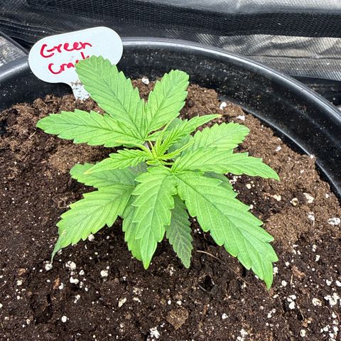 Green Crack Auto growlog timeline photo