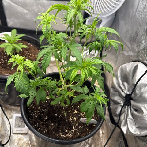 Ghost Train Haze  growlog timeline photo
