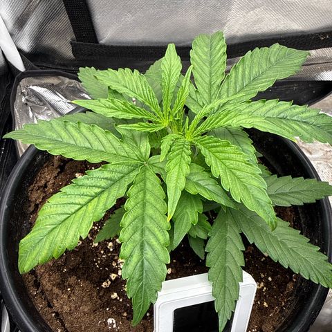 Green Crack Auto growlog timeline photo