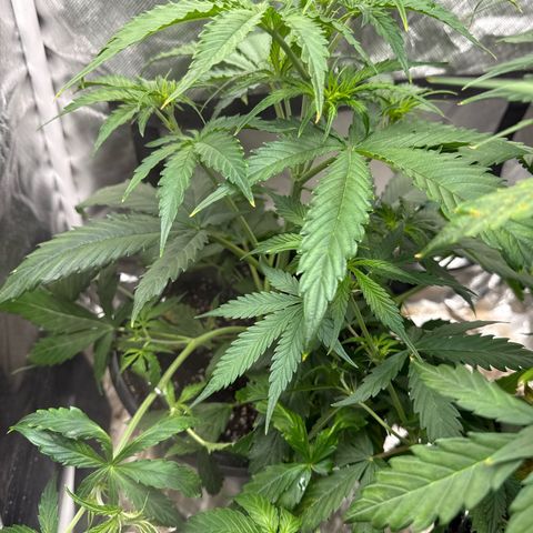 Green Crack Auto growlog timeline photo