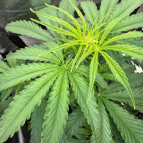 Green Crack Auto growlog timeline photo
