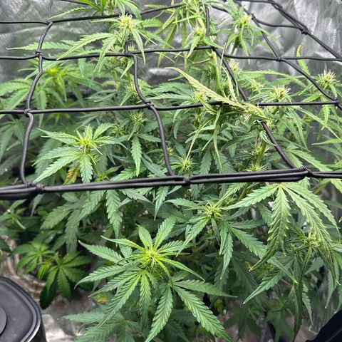 Ghost Train Haze  growlog timeline photo