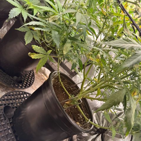 Ghost Train Haze  growlog timeline photo