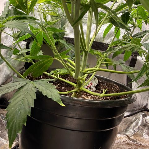 Ghost Train Haze  growlog timeline photo