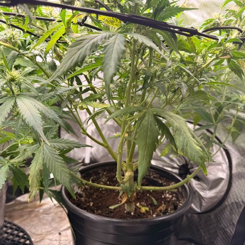 Ghost Train Haze  growlog timeline photo