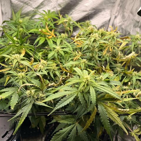 Ghost Train Haze  growlog timeline photo