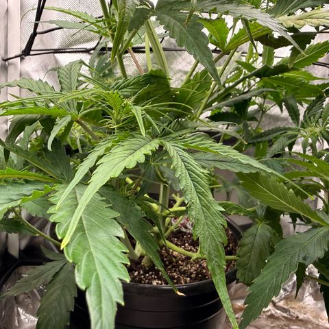 Ghost Train Haze  growlog timeline photo